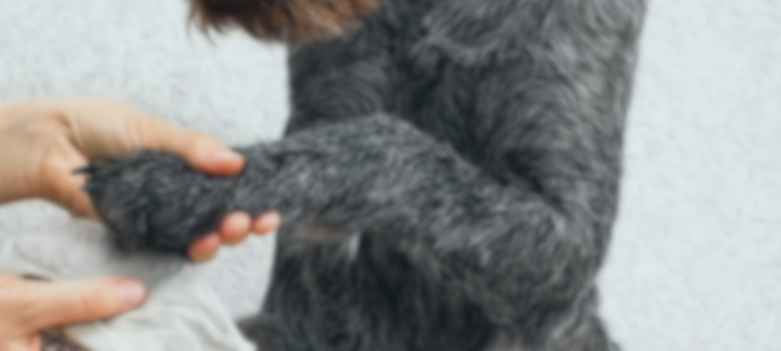 The Safest and Most Effective Way to Clean Your Pets: A Guide with SONO Pet Wipes