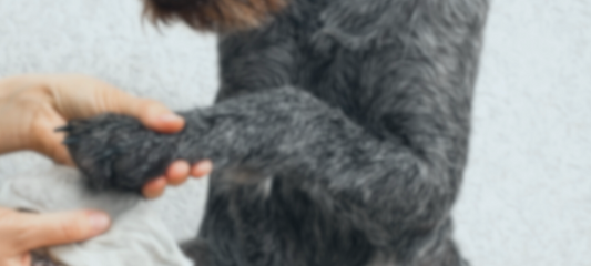 The Safest and Most Effective Way to Clean Your Pets: A Guide with SONO Pet Wipes