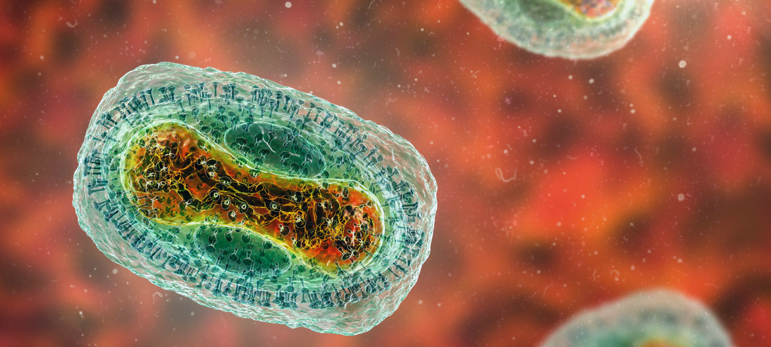 Monkeypox Transmission Explained: How It Spreads and How to Protect Yourself